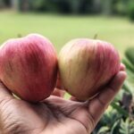 Kashmiri Red Delicious Apples 15KG